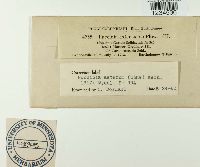 Puccinia asterum image