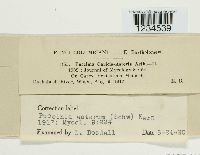 Puccinia asterum image