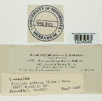 Puccinia asterum image