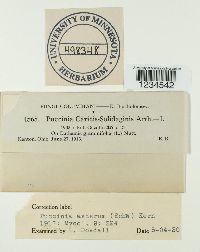 Puccinia asterum image