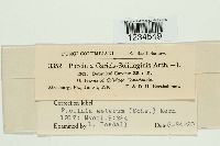 Puccinia asterum image