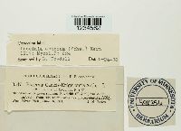 Puccinia asterum image