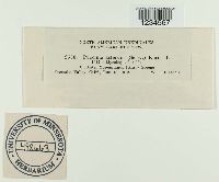 Puccinia asterum image