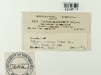 Puccinia asterum image