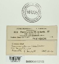 Puccinia asterum image