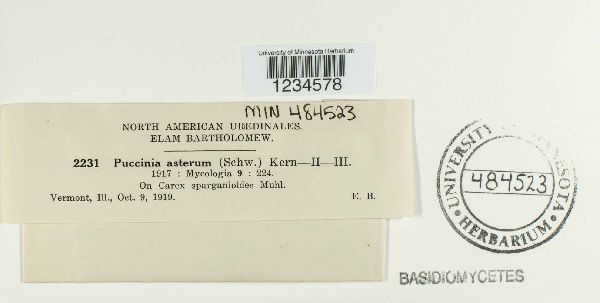 Puccinia asterum image