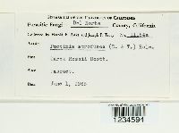 Puccinia atrofusca image