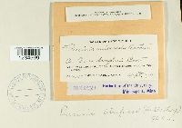 Puccinia atrofusca image