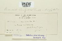 Puccinia atrofusca image