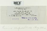 Puccinia atrofusca image