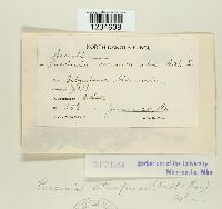 Puccinia atrofusca image