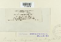 Puccinia atrofusca image