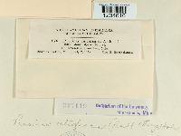 Puccinia atrofusca image