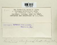 Puccinia atrofusca image