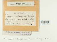 Puccinia atrofusca image