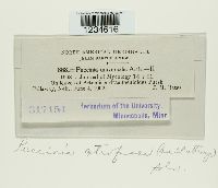 Puccinia atrofusca image