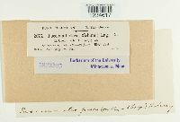 Puccinia atrofusca image