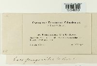 Puccinia atrofusca image