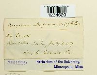 Puccinia atrofusca image