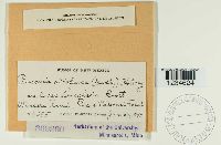 Puccinia atrofusca image