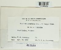 Puccinia atrofusca image