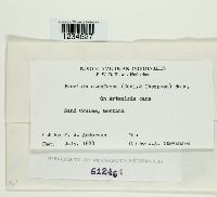 Puccinia atrofusca image