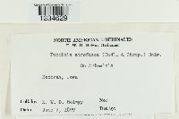 Puccinia atrofusca image