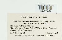 Puccinia atrofusca image