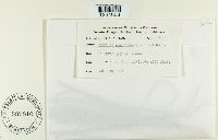 Puccinia atrofusca image