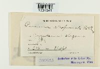 Puccinia atropuncta image