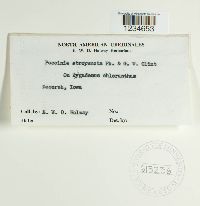 Puccinia atropuncta image