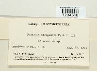 Puccinia atropuncta image