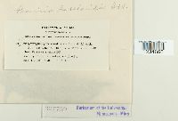 Puccinia baccharidis image