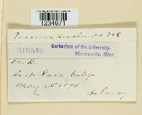 Puccinia baccharidis image