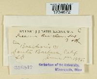 Puccinia baccharidis image