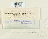 Puccinia baccharidis image