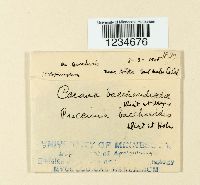 Puccinia baccharidis image