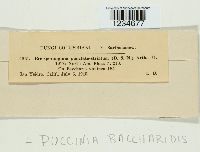 Puccinia baccharidis image