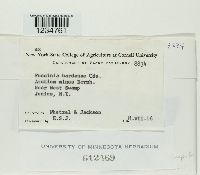 Puccinia bardanae image