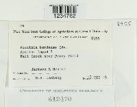 Puccinia bardanae image