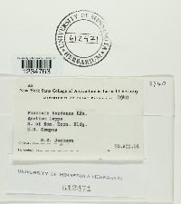 Puccinia bardanae image