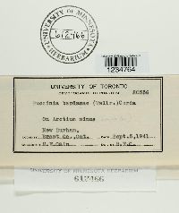 Puccinia bardanae image