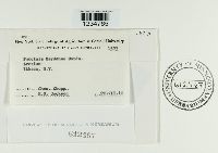 Puccinia bardanae image