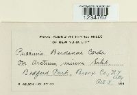 Puccinia bardanae image