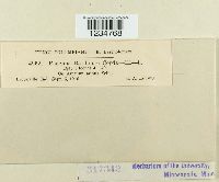 Puccinia bardanae image