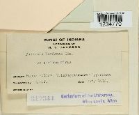 Puccinia bardanae image