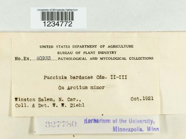 Puccinia bardanae image