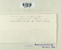 Puccinia bistortae image