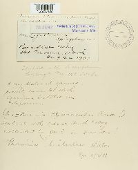 Puccinia bistortae image