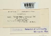 Puccinia bistortae image